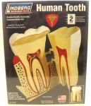 Thumbnail LINDBERG 71312 HUMAN TOOTH